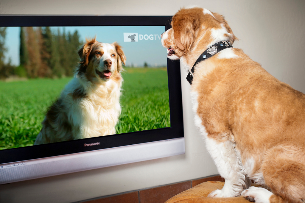 What is the Best TV Channel for Dogs Get a 1 Month DOGTV Free Trial