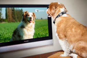 What is the Best TV Channel for Dogs? (Get a 1-Month DOGTV Free Trial)