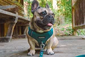DJANGO - How To Find the Best No-pull Harness for Small Dog Breeds - djangobrand.com