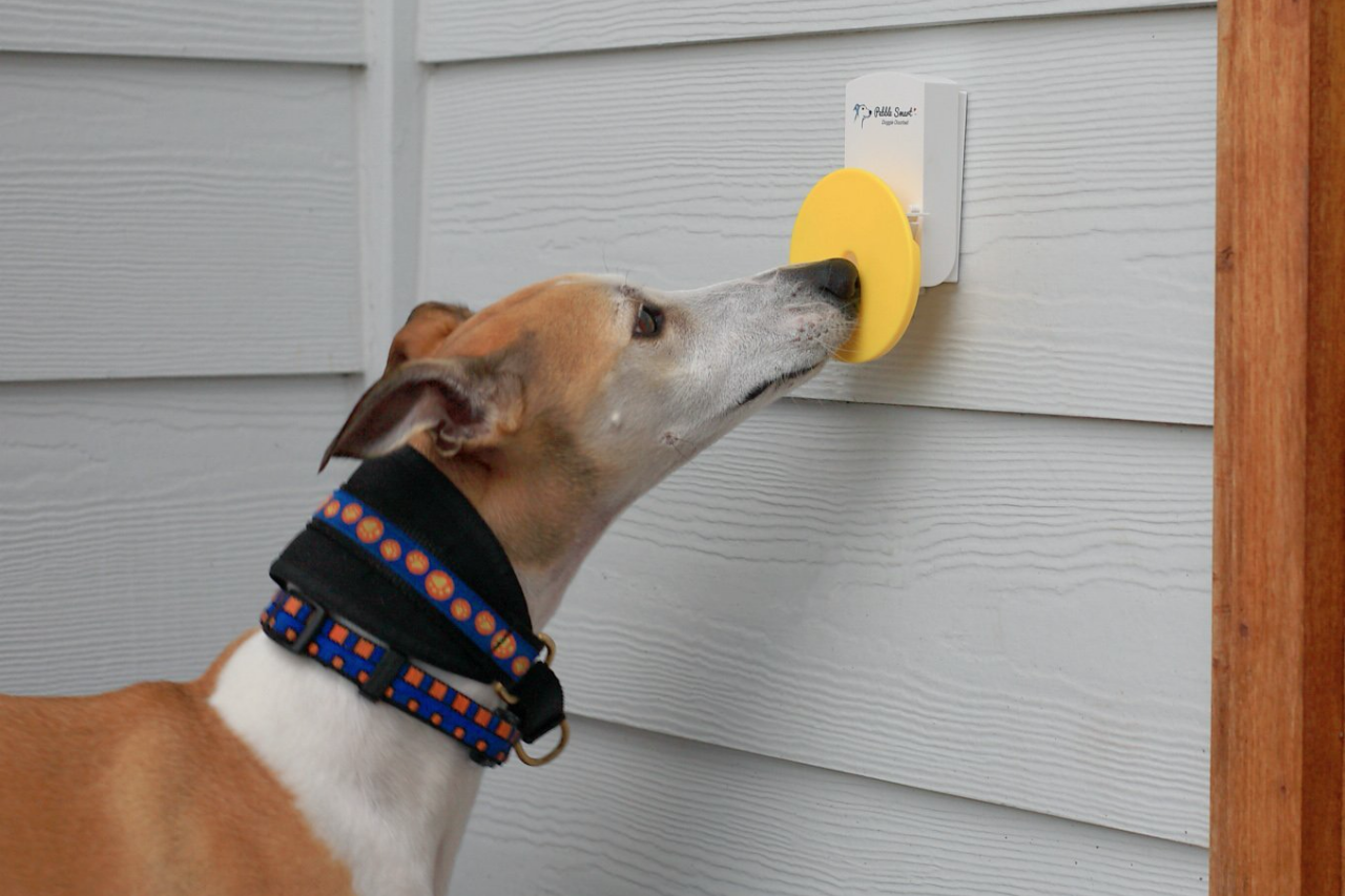 DJANGO Dog Blog - How to Train Your Dog To Ring a Bell To Go Potty Outside - djangobrand.com