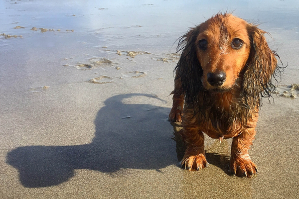 Can my dog get fleas from the beach? - DJANGO