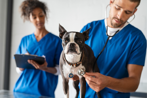 Django Dog Blog | Distemper in Puppies and Adult Dogs: Causes, Symptoms, Treatment, and Prevention