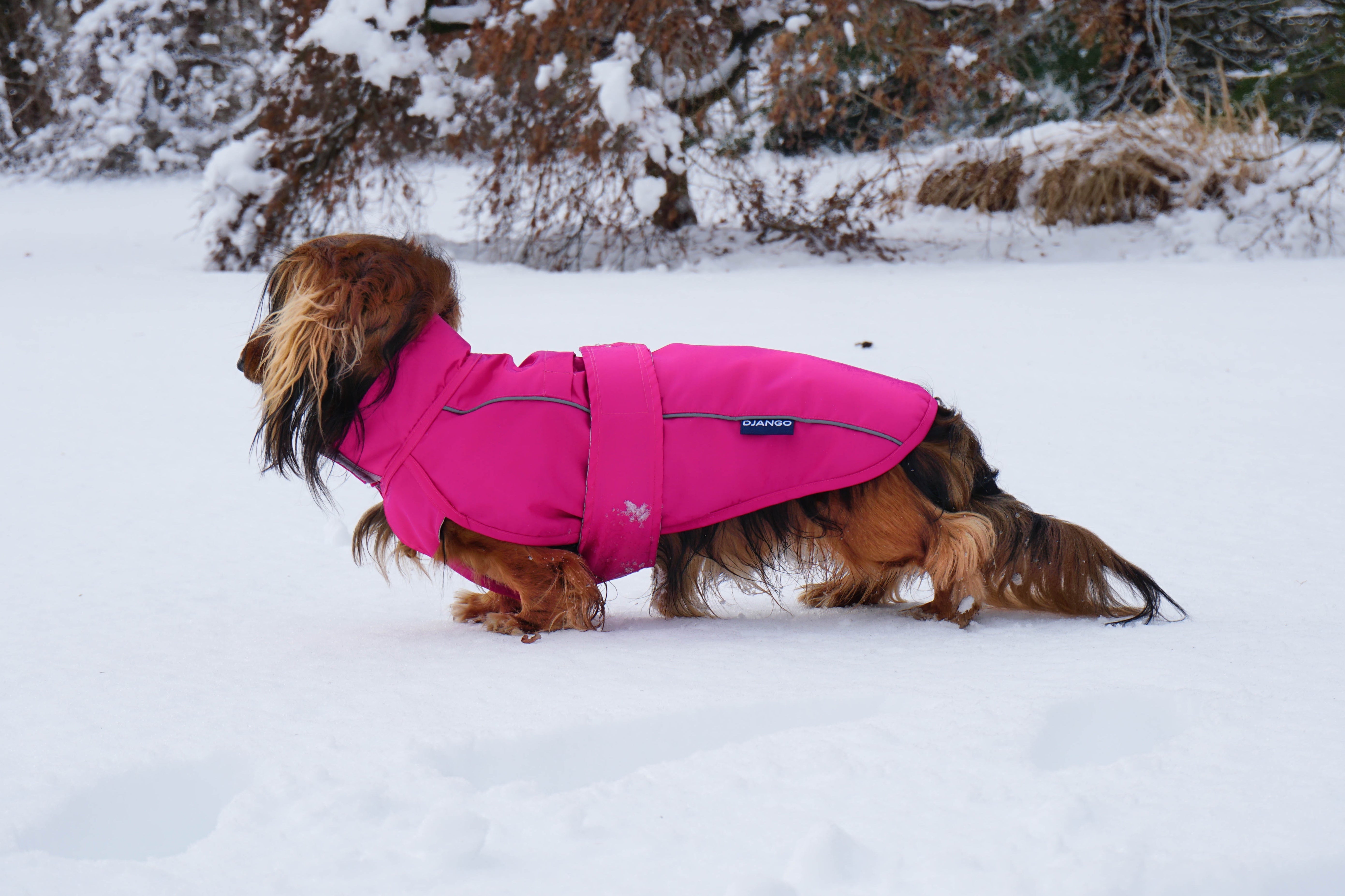 DJANGO - How cold do dogs get in the winter? - djangobrand.com