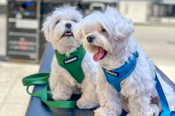Small city dogs 2025