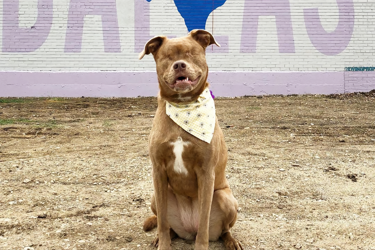 DJANGO Dog Blog Interview: Puddin the Blind Dog, Instagram's Most High-Spirited and Courageous Terrier Mix