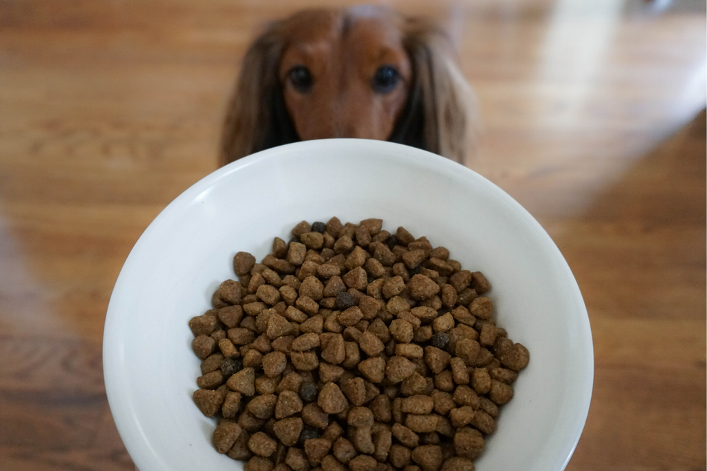 What is Dog Kibble and How Is It Made djangobrand