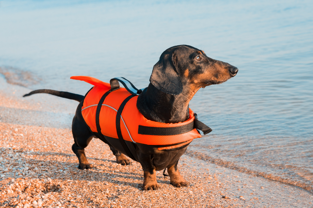 Best rated dog life jacket hot sale