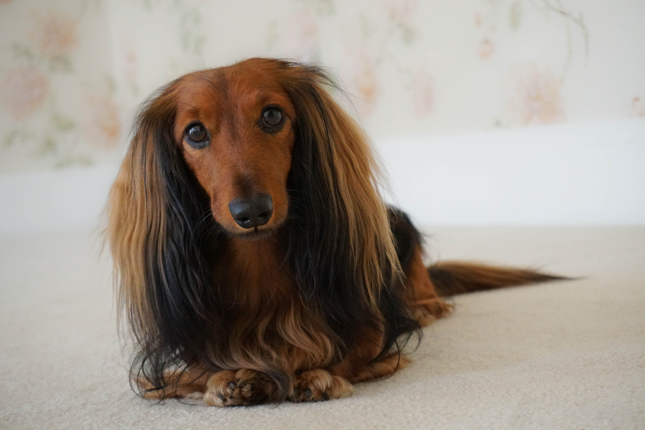 New Dog Owner? Here Are Some Vital Things to Think About