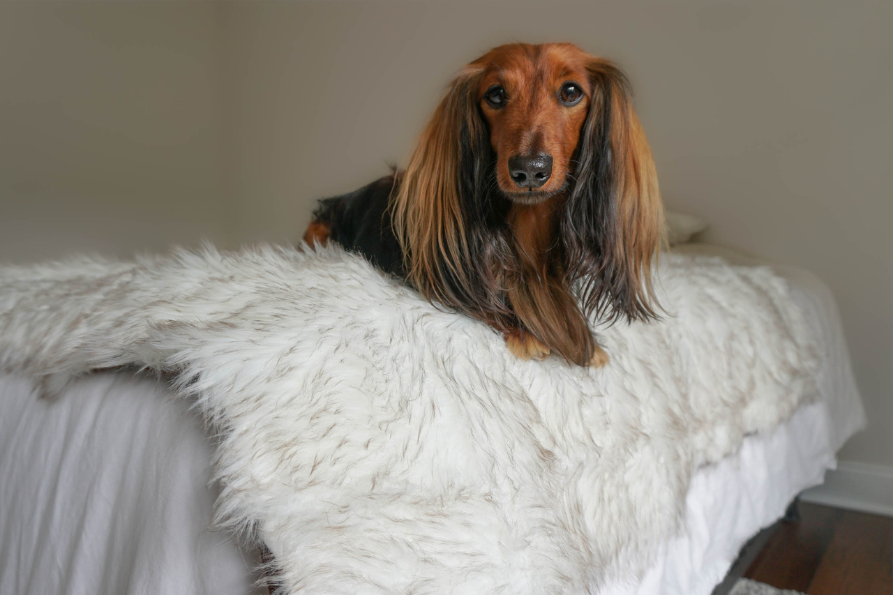 DJANGO Dog Blog Review: The Best Orthopedic Dog Bed and Waterproof Dog Blanket - djangobrand.com