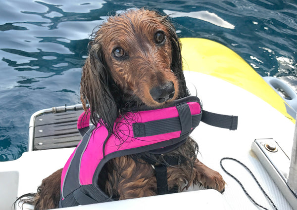 Life Jacket Recommendations for Standard Poodle