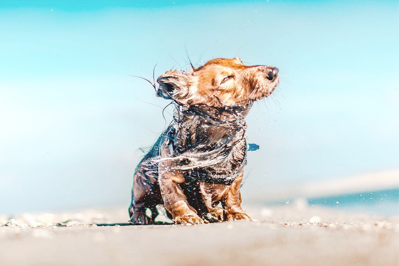 DJANGO Dog Blog - A Dog-Friendly Road Trip From San Francisco To Los Angeles to San Diego - djangobrand.com