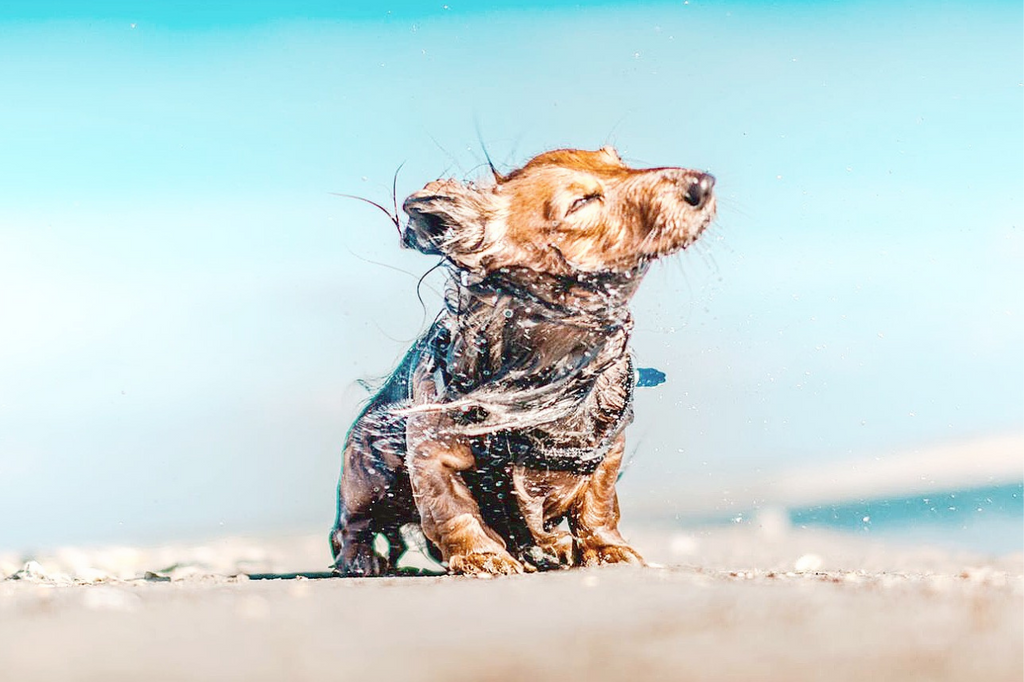 Small dog shop outlet
