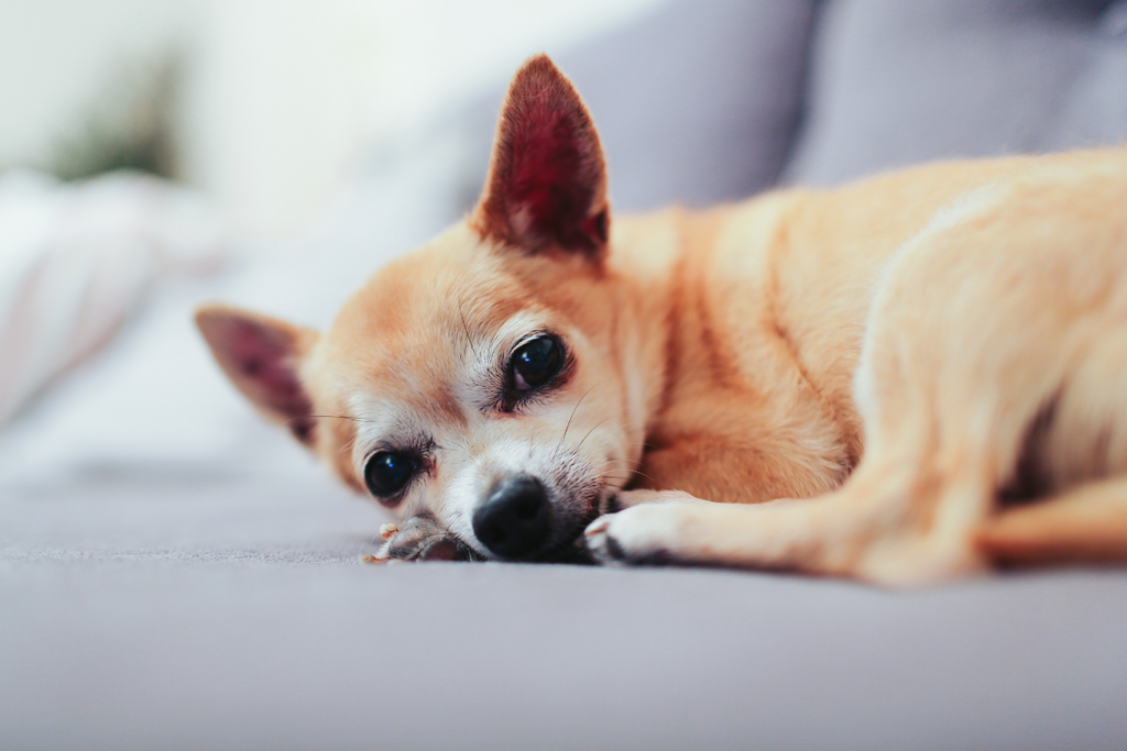 How To Find the Best Harness for Senior Dogs With Arthritis