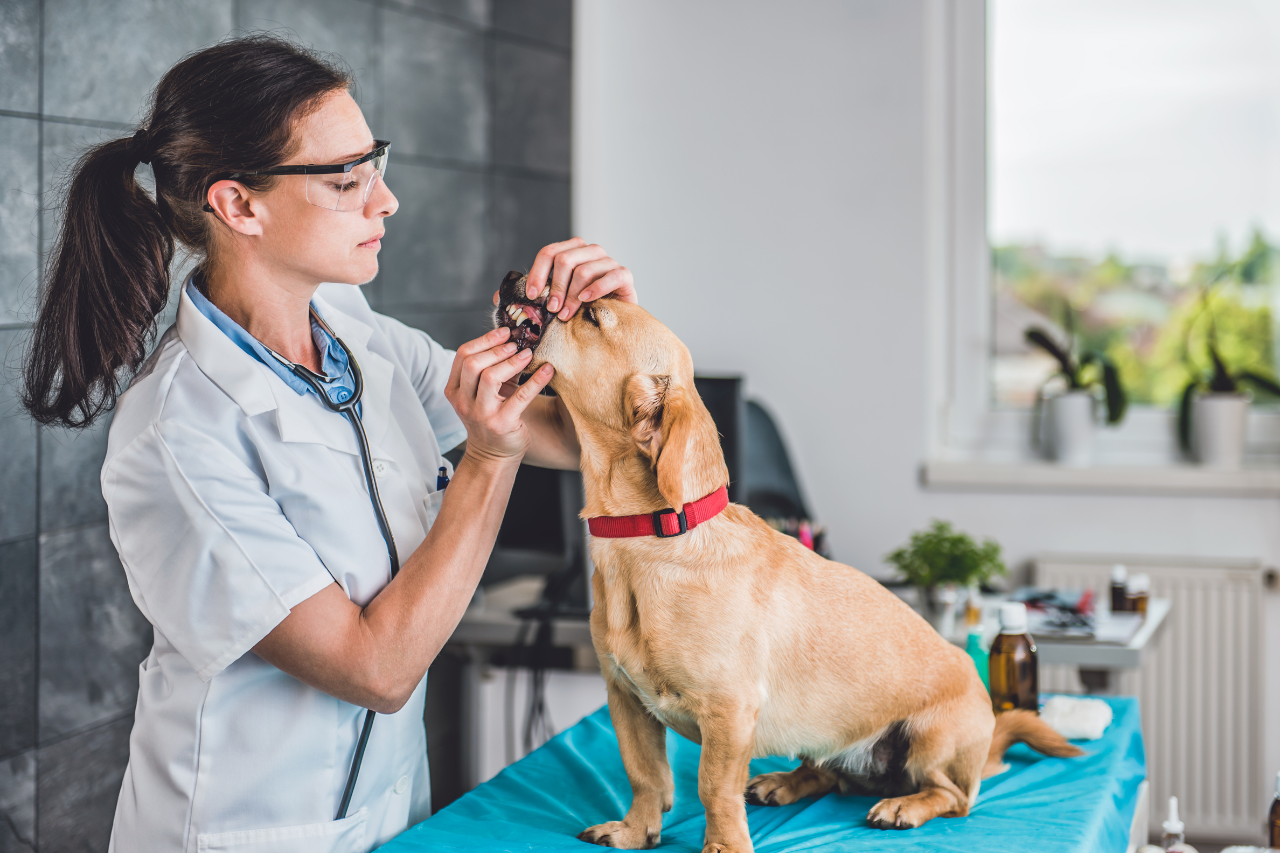 What to expect - Dog teeth cleaning cost and exam process - djangobrand.com