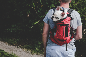 How Do I Choose the Best Dog Backpack Carrier?