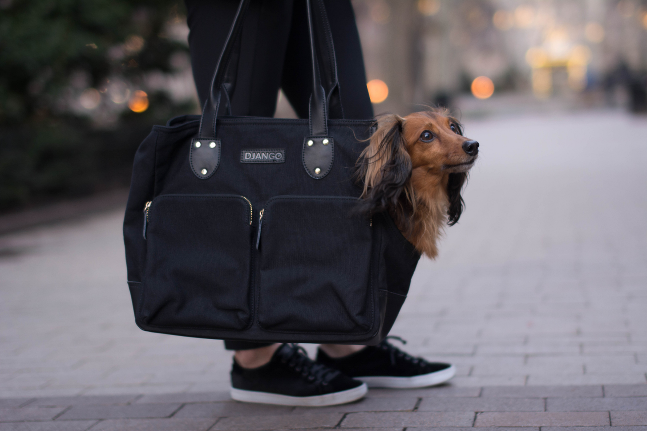 DJANGO Dog Blog - How to Teach Your Dog to Love Riding in a Pet Travel Carrier and Pet Purse - djangobrand.com