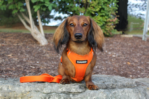 How to Choose the Best Dog Harness for Your Dachshund - djangobrand.com