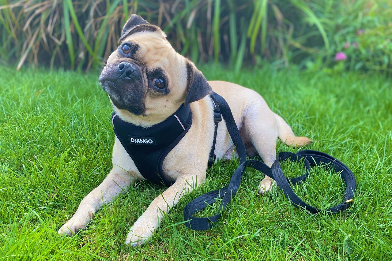 DJANGO Dog Blog - How to measure your dog - djangobrand.com