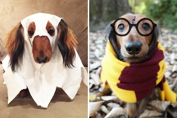Dachshund Lovers Gift Guide  The Best Sausage Dog Gifts, Merchandise and  Accessories - DJANGO