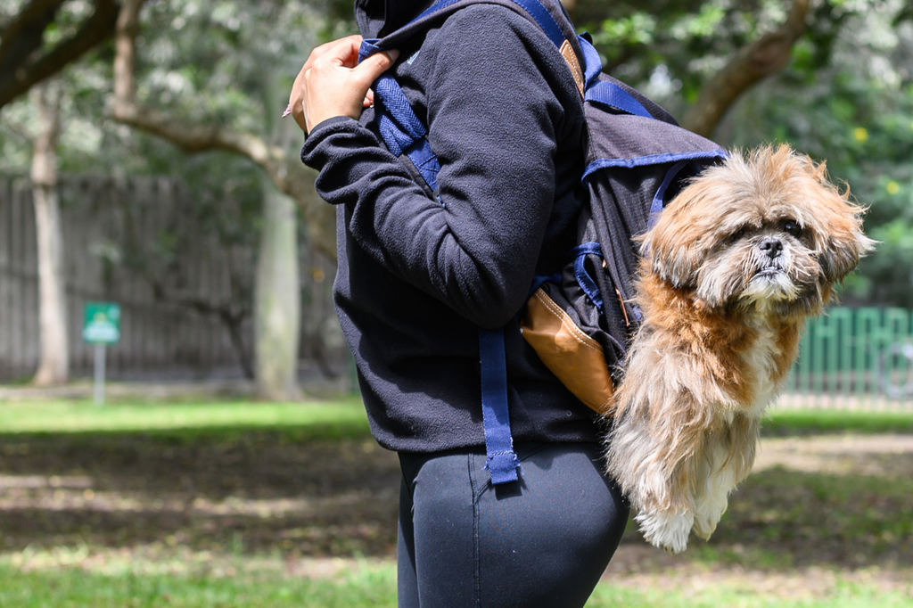 Are Backpack Carriers Good For Dogs?