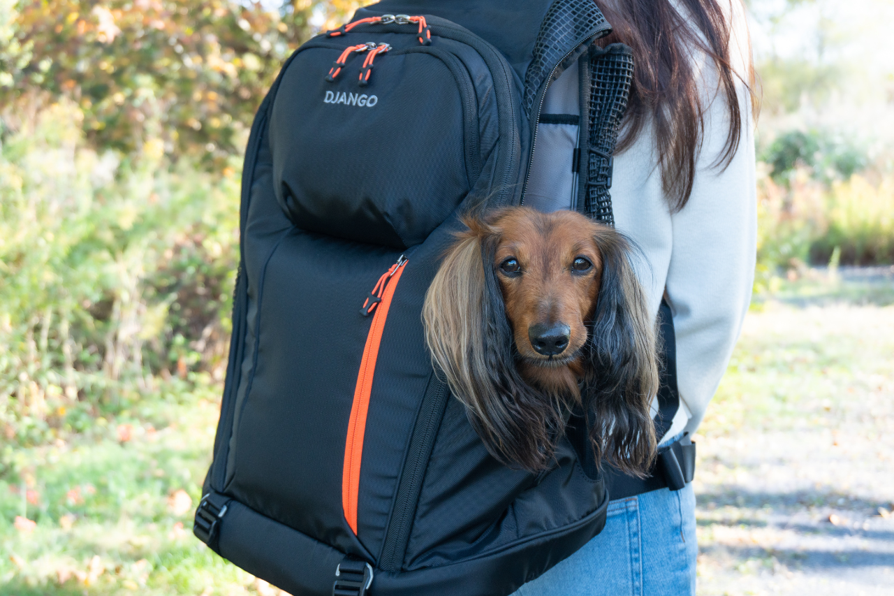 Are Dog Backpack Carriers Safe? What Every Dog Owner Should Know