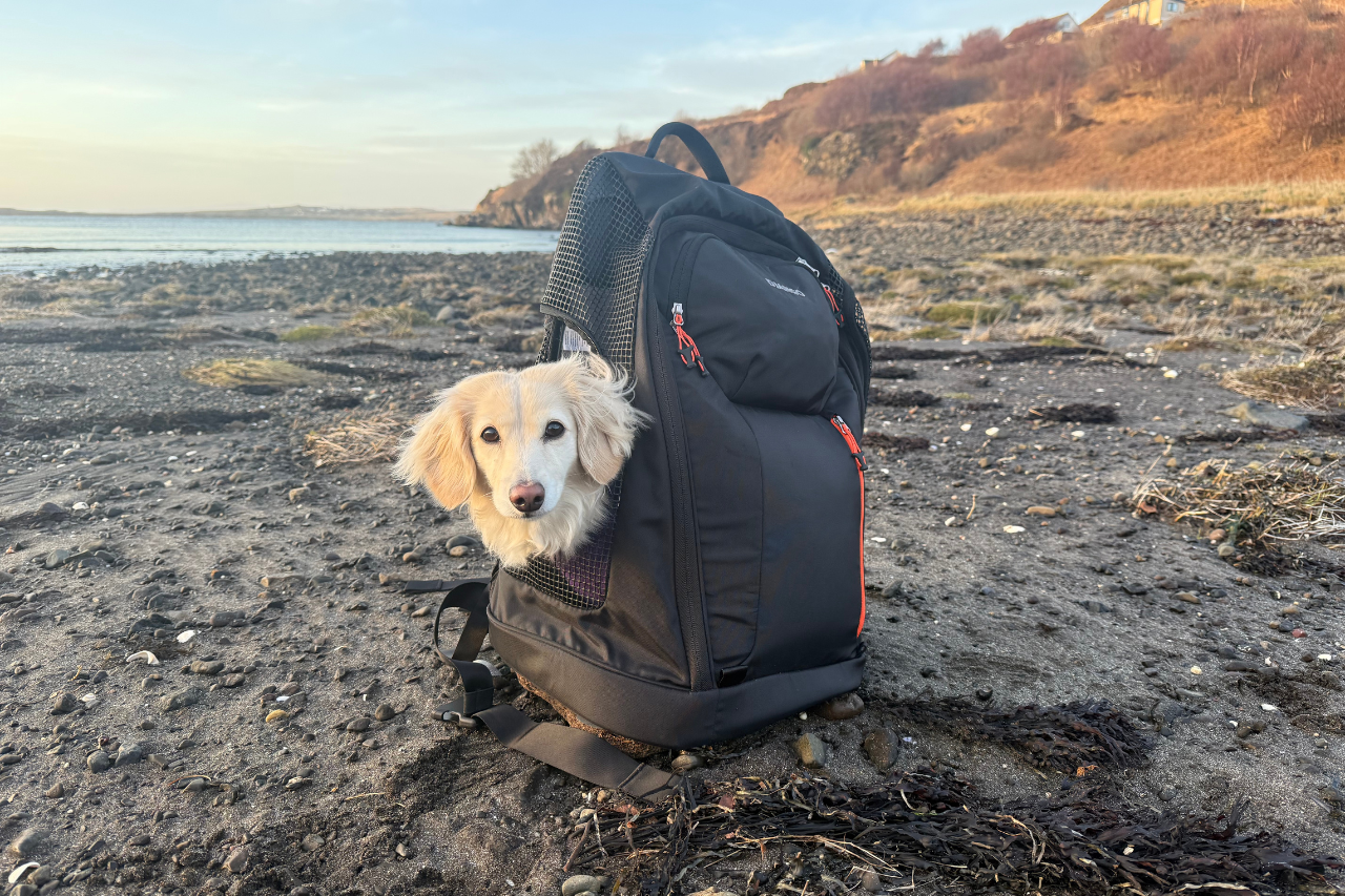 DJANGO Dog Hiking Carrier Backpack on beach with dog happy inside
