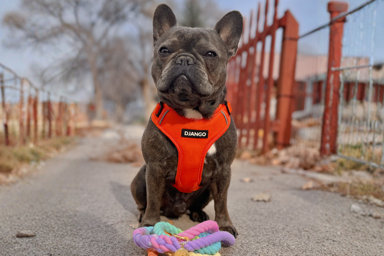 Small dog harness on French Bulldog sitting on path outside