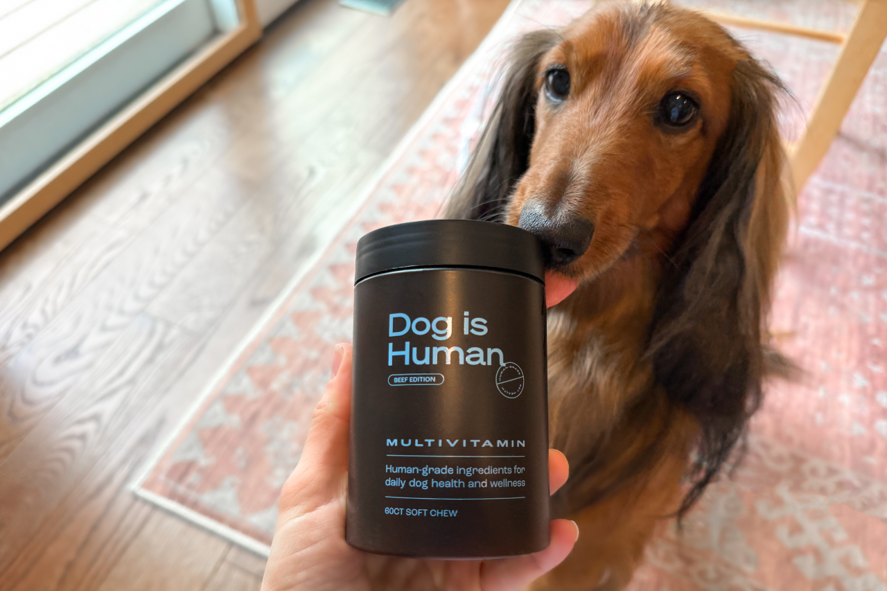 Django the dachshund next to Dog Is Human DM-01 daily multivitamin chews