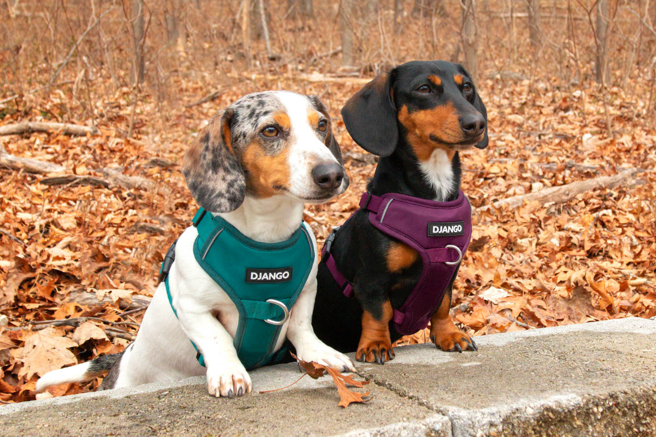 Best Harness for Dachshunds That Pull - djangobrand.com