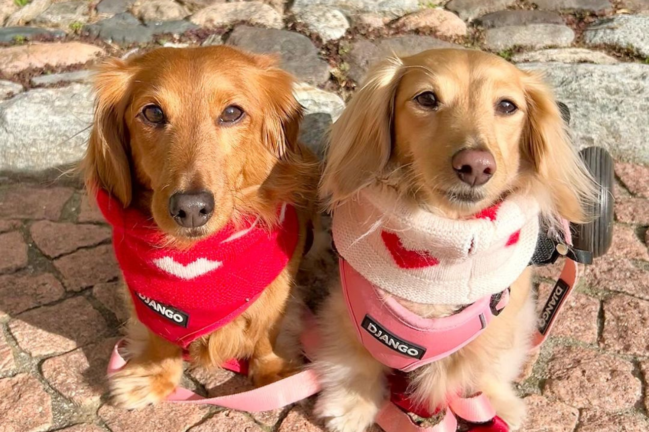 Dachshund IVDD Story: Claire's Stage 5 Diagnosis, Paralysis, and Adventurous Life in a Wheelchair