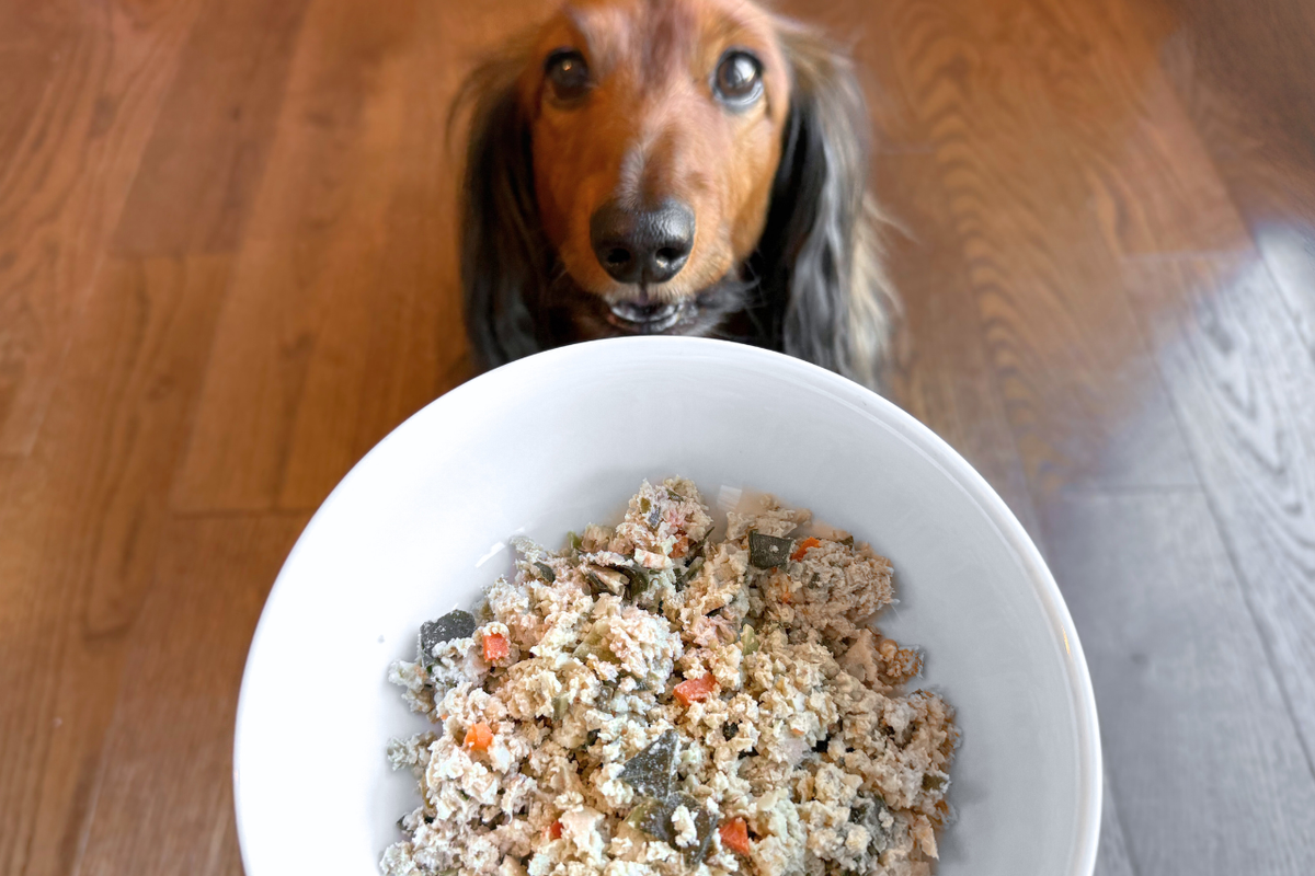Happy and excited longhaired dachshund about to eat his dinner bowl of The Farmer's Dog fresh dog food