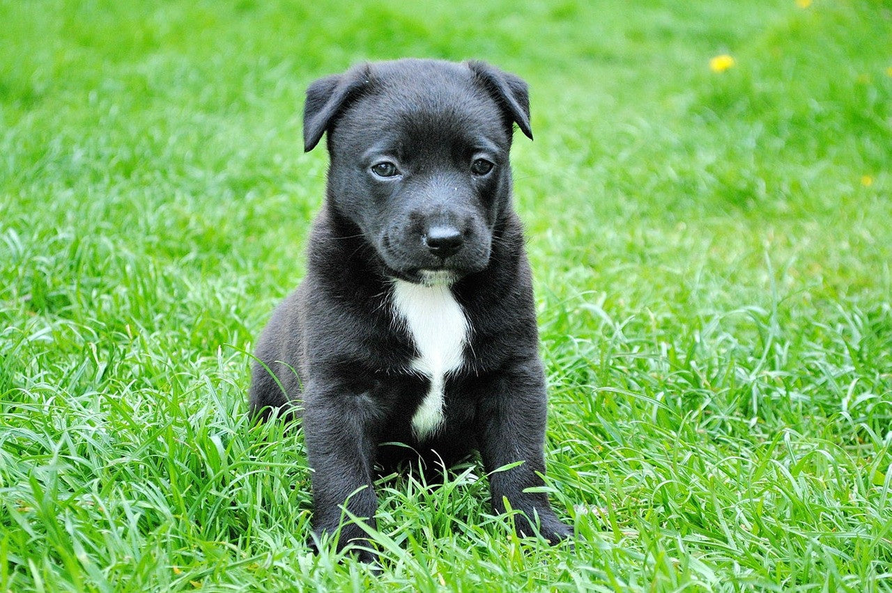 Everything you need to know about microchipping your dog