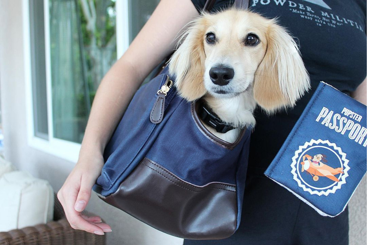 Small dog riding comfortably in navy blue waxed canvas pet carrier tote bag