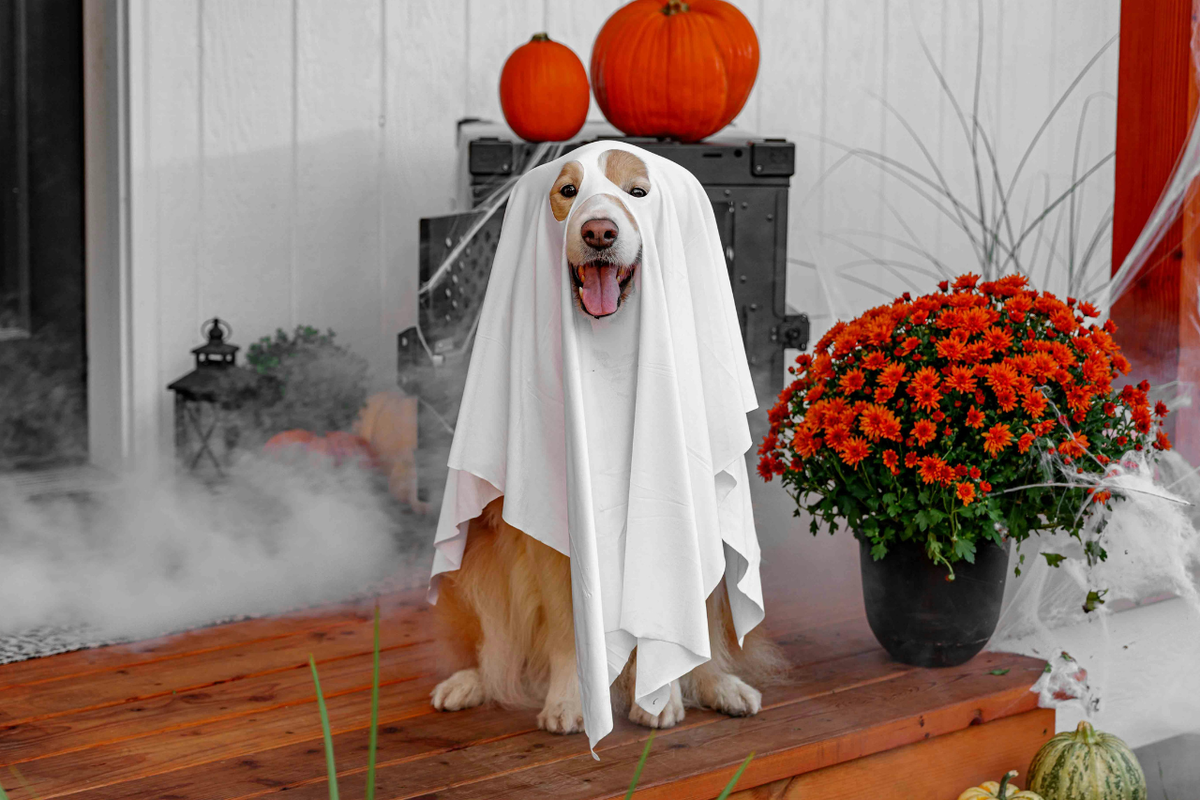 Happy dog wearing a DIY ghost costume for Halloween on front porch of home