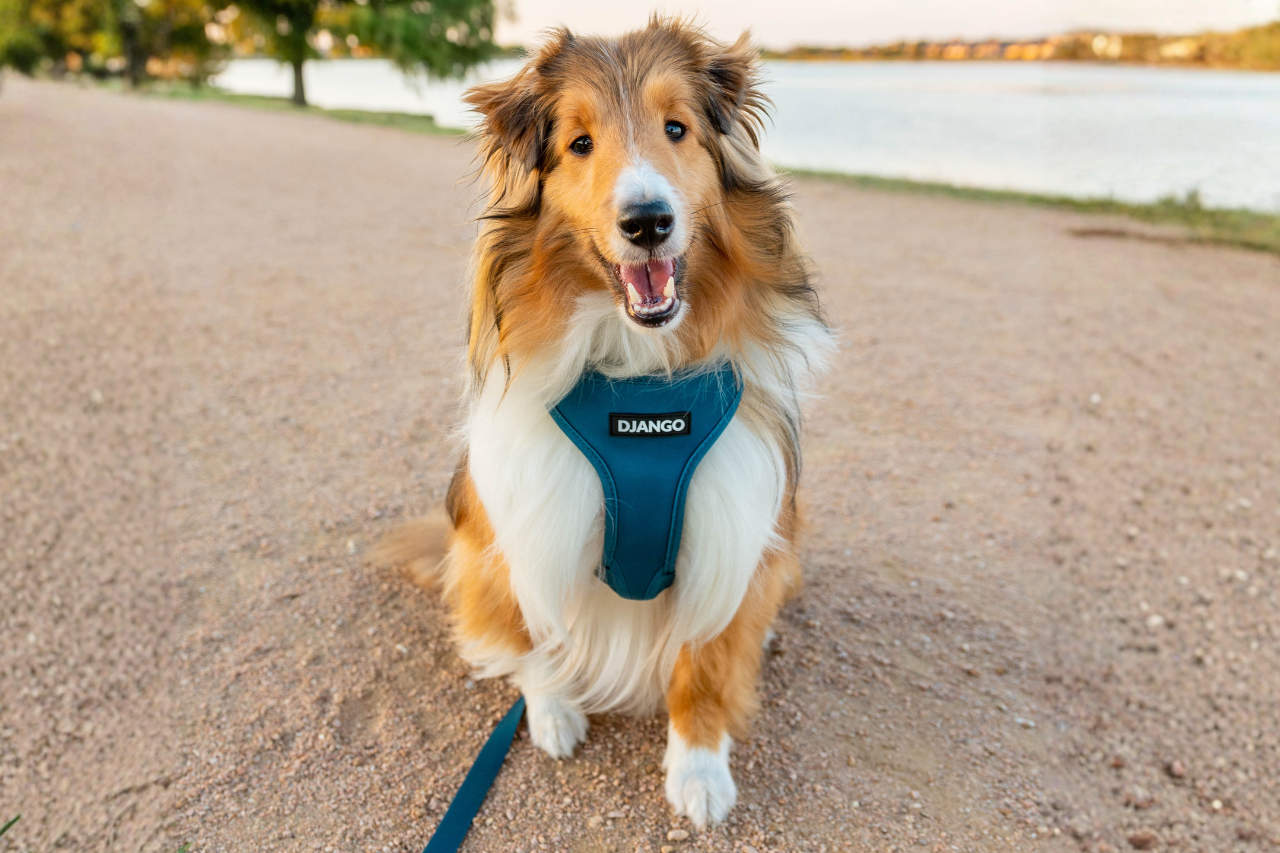 Shetland Sheepdog wearing a comfortable dog harness designed to move naturally