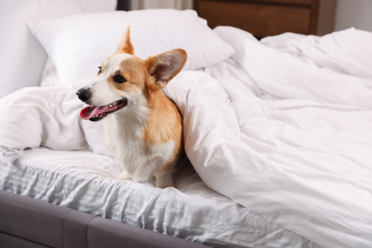 Corgi dog sitting in a hotel bed in a luxury property