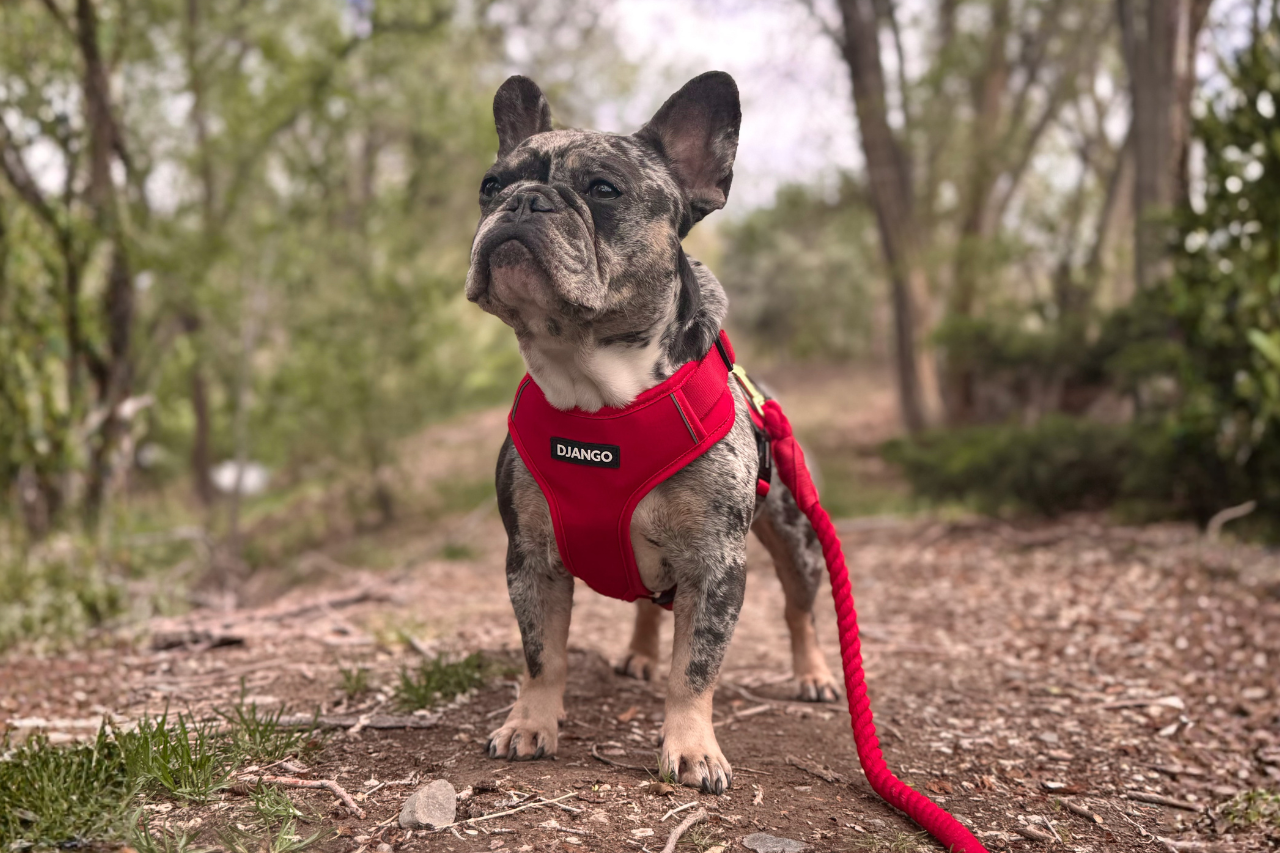 French Bulldog wearing red escape-proof dog harness and standing on hiking trail in the woods