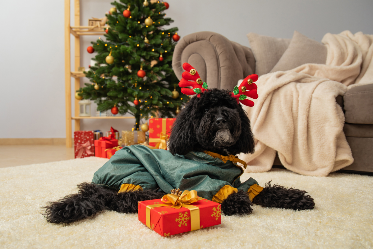 15 Thoughtful Holiday Gift Ideas for Dog Lovers and Their Pups
