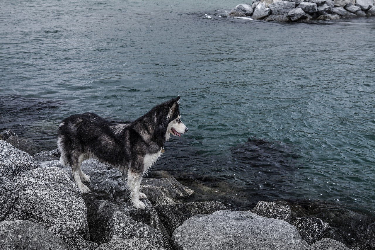 Before you and your pup freely jump into the water, make sure you are aware of the most common waterborne bacteria and parasites