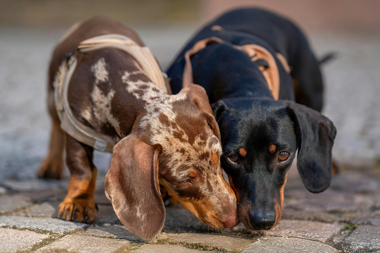 Black and tan and chocolate dapple dachshunds together