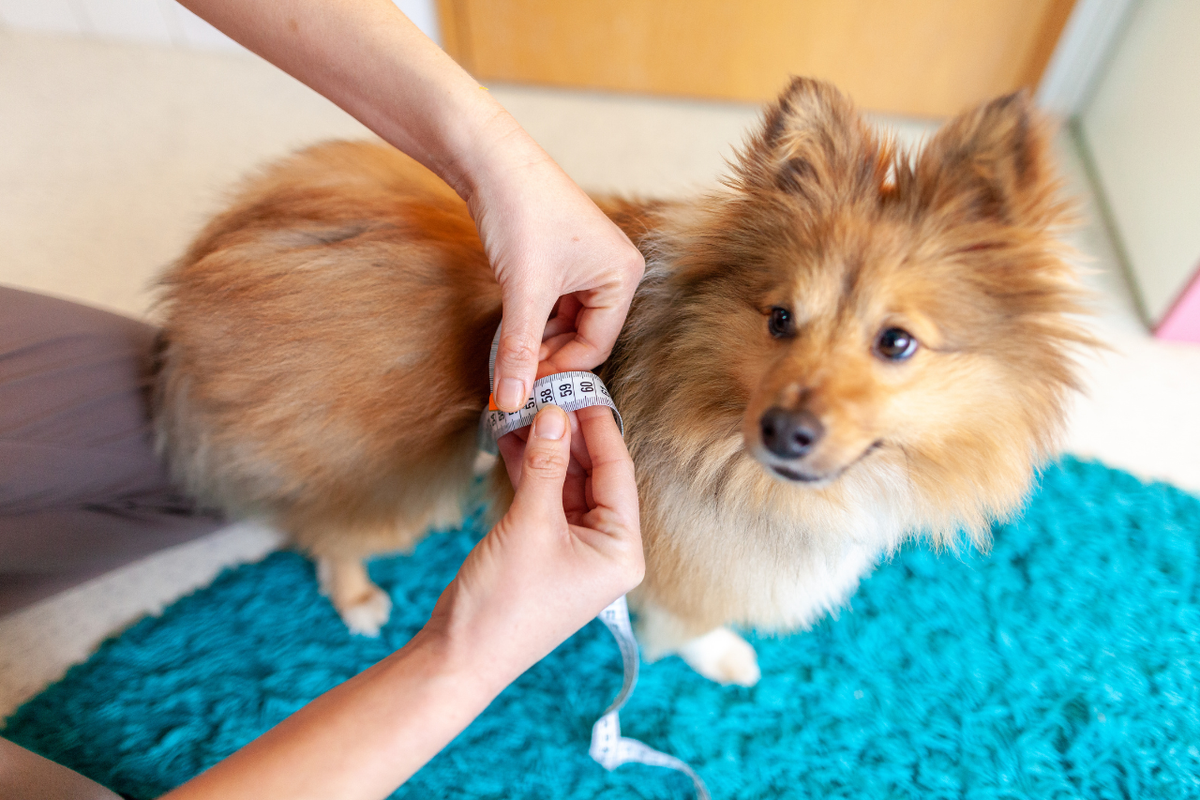 Dog mom measuring small dog for a pet carrier with soft measuring tape
