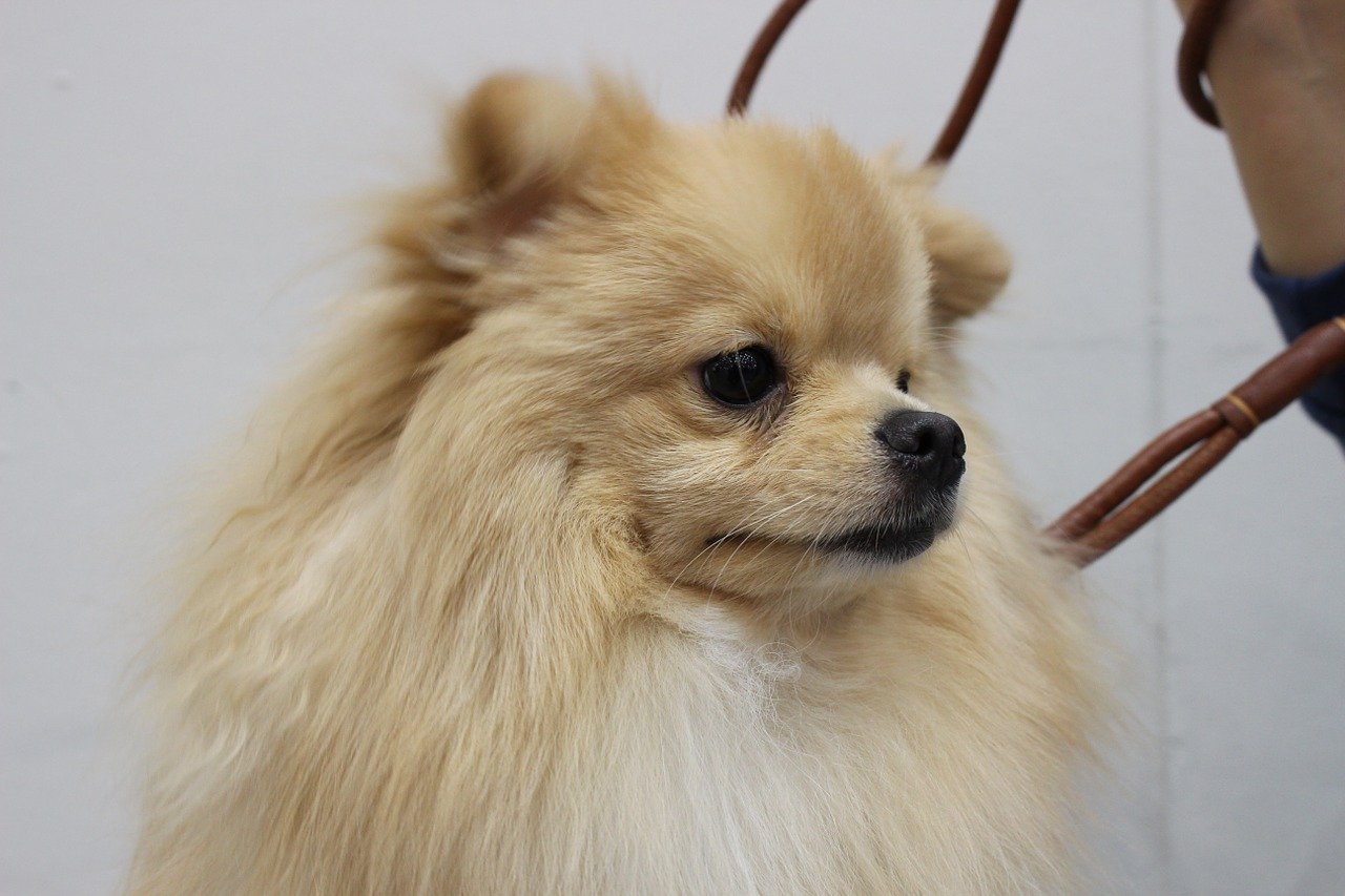 Can Dogs Become Infected with Coronavirus (COVID-19)?