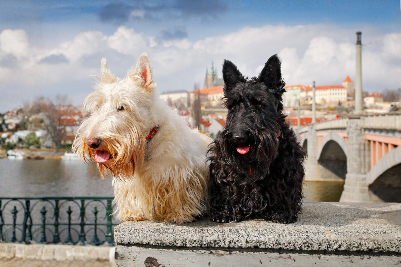 Two Scottish terriers standing near bridge in European city
