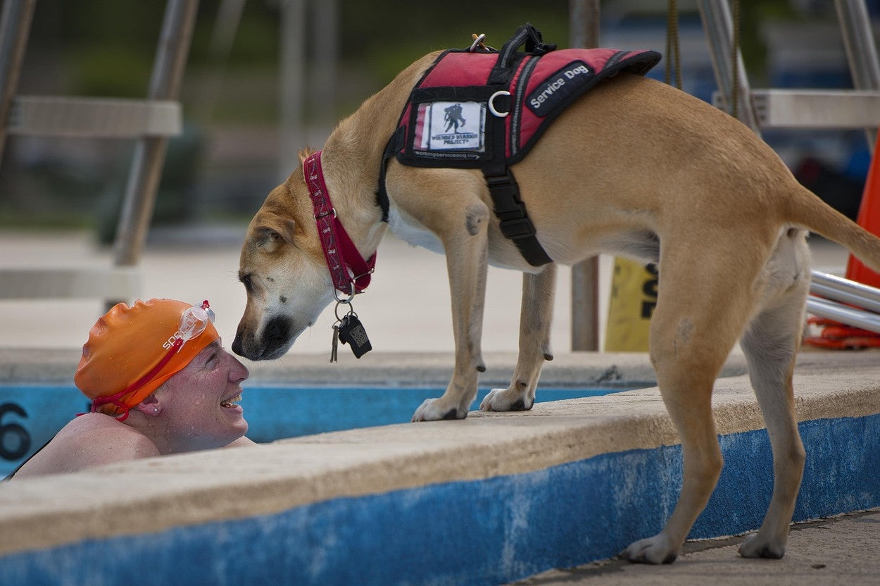 The Differences Between Service Animals, Therapy Animals and Emotional Support Animals