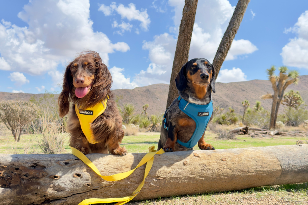 Two dachshunds wearing DJANGO harnesses and sitting in dog-friendly U.S. national park