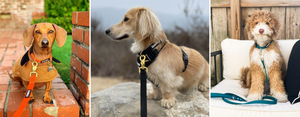 DJANGO Adventure Dog Collars - High quality, comfortable, and stylish dog collars designed for outdoor adventures and everyday wear - djangobrand.com