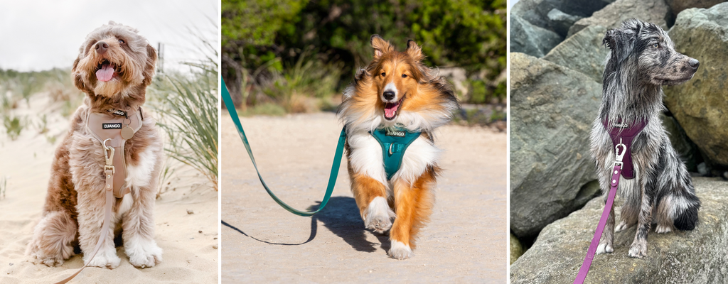 DJANGO_Tahoe_Collection_-