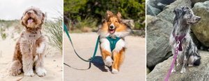 DJANGO Tahoe No Pull Dog Harness - Best no pull dog harness - djangobrand.com
