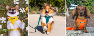 DJANGO Adventure Dog Harness - Comfortable, Durable, Stylish and Modern Dog Harnesses with Solid Brass Hardware - djangobrand.com