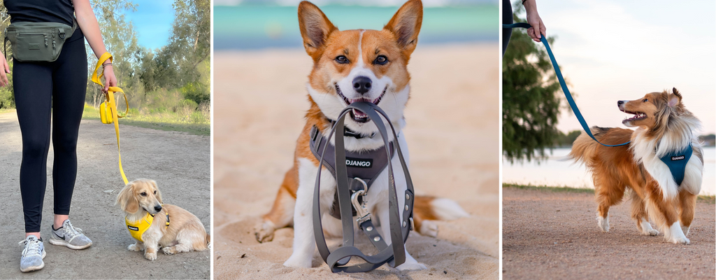 DJANGO Dog Leashes djangobrand